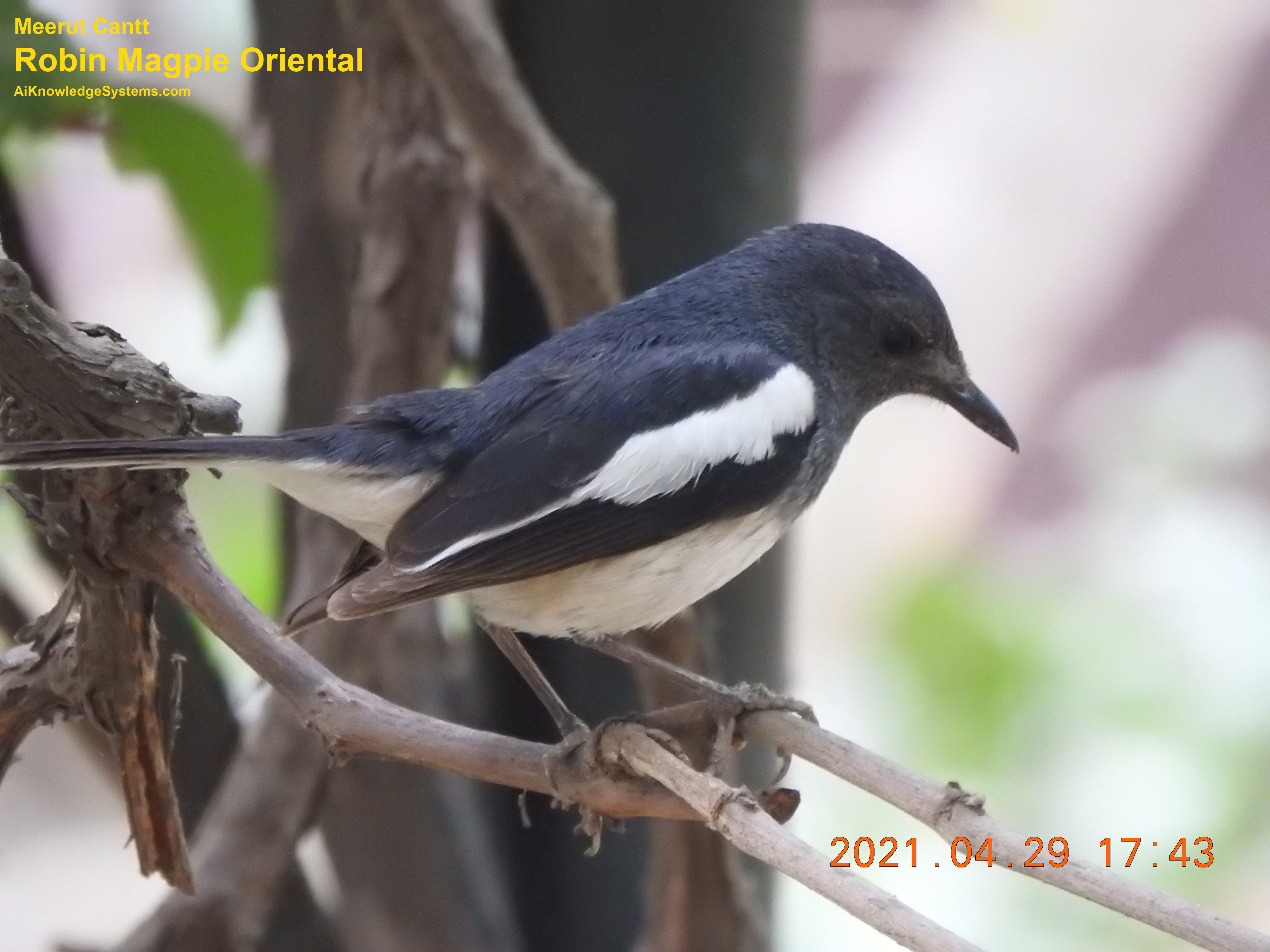 Magpie Robin (14) Coming Soon